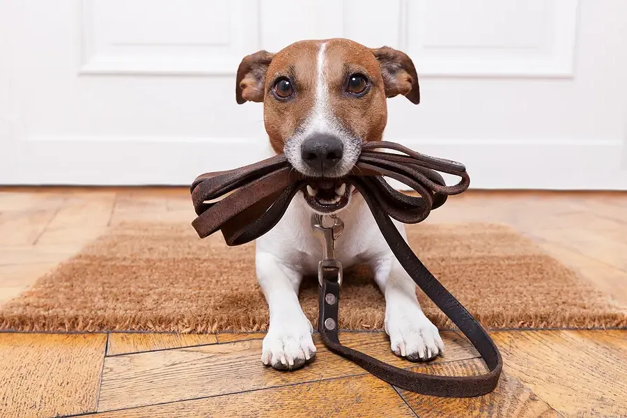 Bryan Property Management Tips: Creating Pet-Friendly Rental Policies